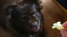 纯情小狗吃瓜,纯情小狗的瓜田奇遇记