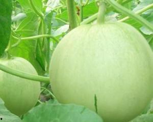 吃瓜会掉秤吗,揭秘瓜果中的瘦身秘密