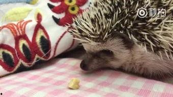 只狼吃瓜老头,暗影之刃中的神秘瓜老头之谜