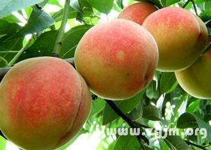 梦见摘瓜桃子吃,摘瓜桃子，品味甜蜜梦境之旅