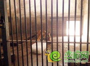 邯郸公园吃瓜事件,一场引发社会热议的公共事件