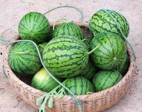 南方吃瓜北方吃瓜的区别,吃瓜文化的地域差异大揭秘