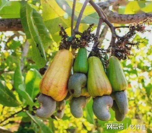 绑树上吃瓜,共享夏日清凉时光