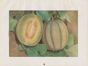 黑蜜瓜吃哪里,揭秘最佳食用部位