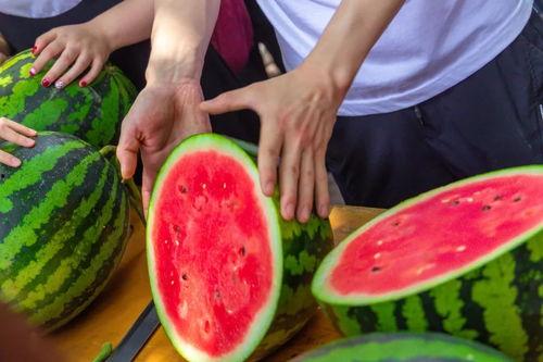 大学ppt吃瓜,揭秘校园生活趣味瞬间